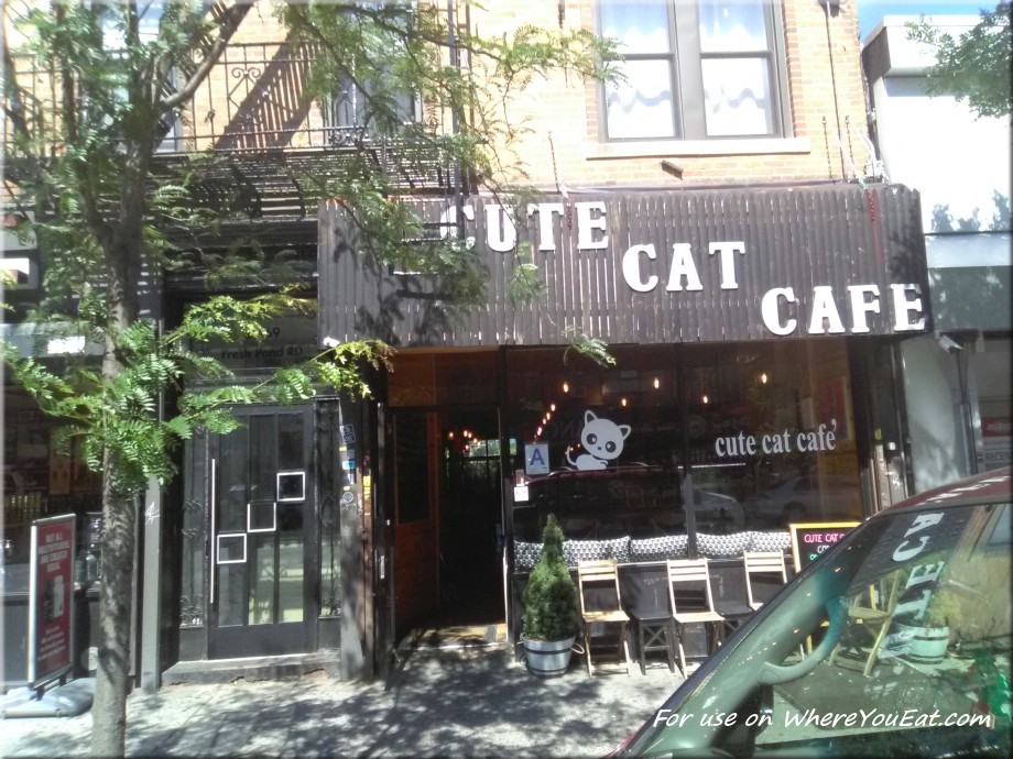 Cute Cat Cafe